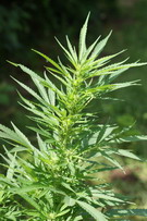 Cannabis sativa, Hanf, Faserpflanze